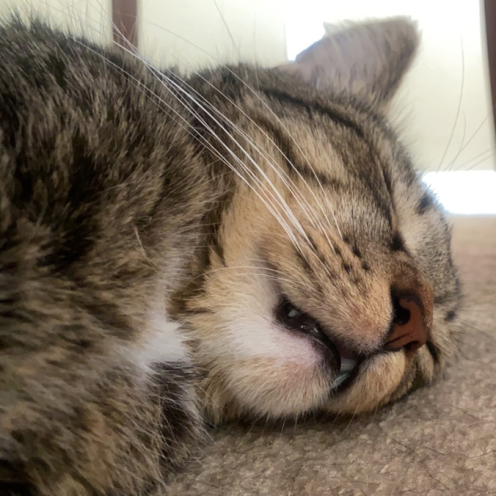 freddy - Picture 2 of 16
